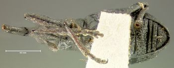 Media type: image;   Entomology 25119 Aspect: habitus ventral view
